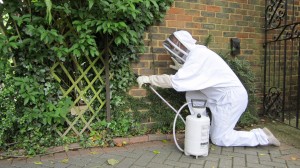 wasp nest removal kent