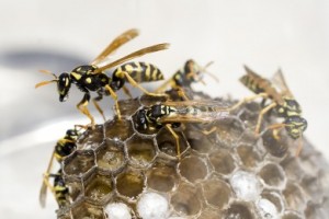 wasp prevention