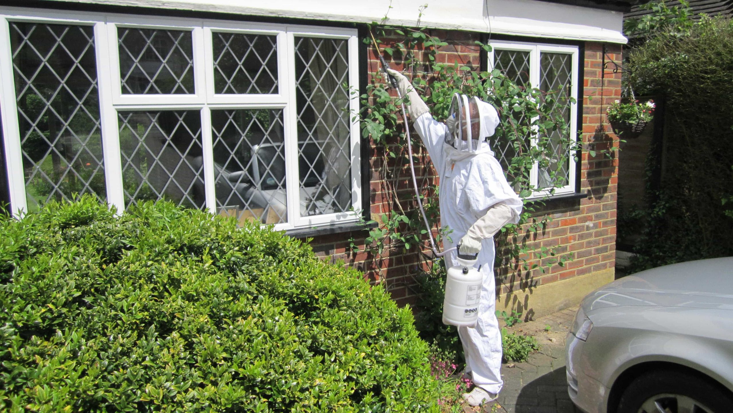 removing a wasp nest in ashford